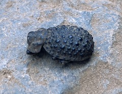 Polynoncus bullatus