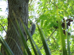 Melanerpes aurifrons