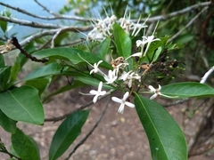 Ixoroideae
