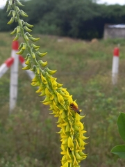 Crotalaria pallida