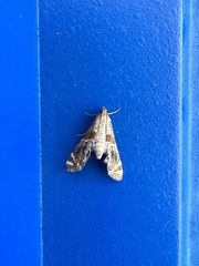 Petrophila jaliscalis
