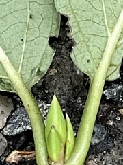 Viburnum setigerum