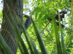 Melanerpes aurifrons