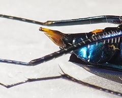 Odontocheila margineguttata