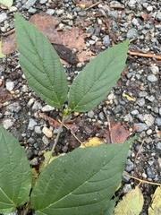 Viburnum setigerum