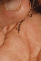 Pseudosermyle striatus