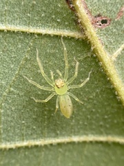 Lyssomanes viridis