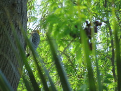 Melanerpes aurifrons