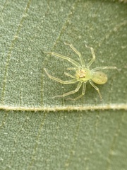 Lyssomanes viridis