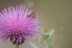 Cirsium ochrocentrum