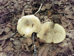 Lactarius intermedius