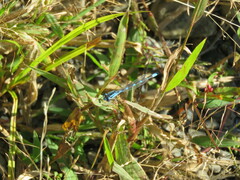Enallagma carunculatum
