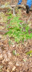 Eupatorium sessilifolium