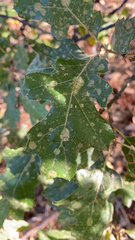Quercus kelloggii