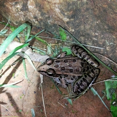 Lithobates forreri
