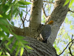 Melanerpes aurifrons