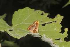 Anteros carausius carausius