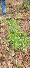 Eupatorium sessilifolium