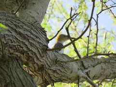 Melanerpes aurifrons