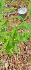 Eupatorium sessilifolium