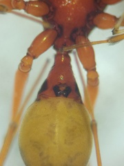 Teutamus