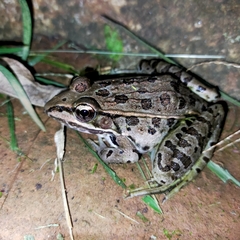 Lithobates forreri