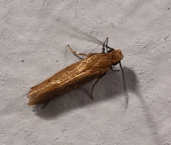 Homostinea curviliniella