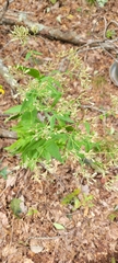 Eupatorium sessilifolium