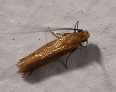 Homostinea curviliniella