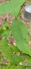 Eupatorium sessilifolium