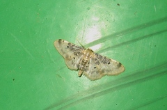 Idaea filicata