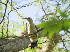 Melanerpes aurifrons