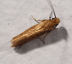 Homostinea curviliniella