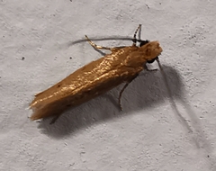 Homostinea curviliniella