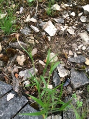 Panicum philadelphicum