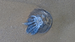Rhizostoma pulmo