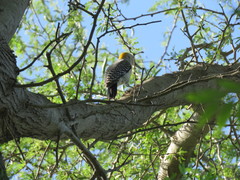 Melanerpes aurifrons