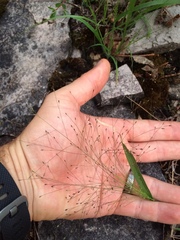 Panicum philadelphicum