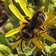Colletes