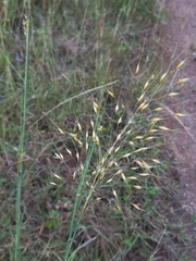 Chrysopogon fulvus