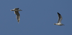 Larus armenicus