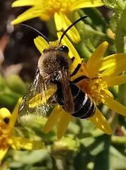 Colletes