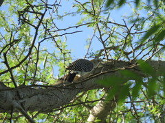 Melanerpes aurifrons