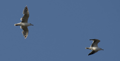 Larus armenicus