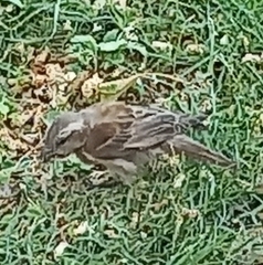 Passer melanurus melanurus