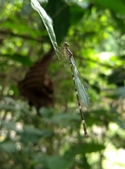 Protosticta sanguinostigma