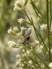 Ponometia candefacta