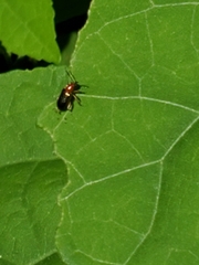 Lemini