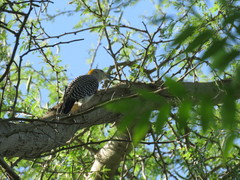 Melanerpes aurifrons