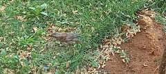 Passer melanurus melanurus